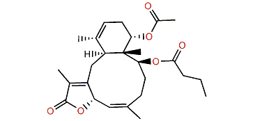 Funicolide D